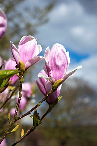 FELLEY_PRIORY_NOTTINGHAMSHIRE_PINK_FLOWERS_OF_MAGNOLIA_CHARLES_COATES_TREE_SPRING_ENGLISH_COUNTRY_GA