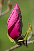 FELLEY PRIORY, NOTTINGHAMSHIRE: PINK FLOWERS OF MAGNOLIA FELIX JURY. TREE, SPRING, ENGLISH, COUNTRY, GARDEN, BLOOMS
