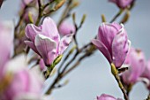 FELLEY PRIORY, NOTTINGHAMSHIRE: PINK FLOWERS OF MAGNOLIA CHARLES COATES. TREE, SPRING, ENGLISH, COUNTRY, GARDEN, BLOOMS
