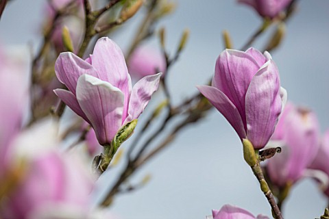 FELLEY_PRIORY_NOTTINGHAMSHIRE_PINK_FLOWERS_OF_MAGNOLIA_CHARLES_COATES_TREE_SPRING_ENGLISH_COUNTRY_GA