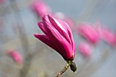 FELLEY PRIORY, NOTTINGHAMSHIRE: PINK FLOWERS OF MAGNOLIA SPECTRUM. TREE, SPRING, ENGLISH, COUNTRY, GARDEN, BLOOMS