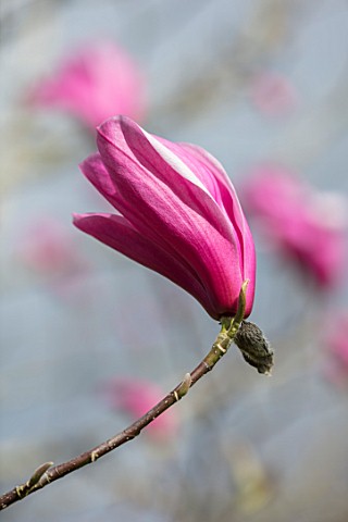 FELLEY_PRIORY_NOTTINGHAMSHIRE_PINK_FLOWERS_OF_MAGNOLIA_SPECTRUM_TREE_SPRING_ENGLISH_COUNTRY_GARDEN_B