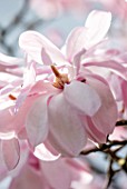 FELLEY PRIORY, NOTTINGHAMSHIRE: PINK FLOWERS OF MAGNOLIA SPRENGERI. TREE, SPRING, ENGLISH, COUNTRY, GARDEN, BLOOMS