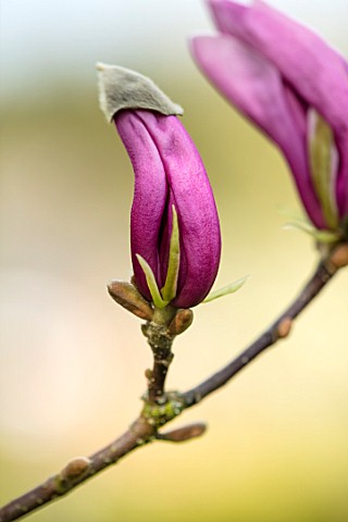 FELLEY_PRIORY_NOTTINGHAMSHIRE_PINK_FLOWERS_OF_MAGNOLIA_SUSAN_TREE_SPRING_ENGLISH_COUNTRY_GARDEN_BLOO