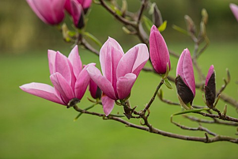 FELLEY_PRIORY_NOTTINGHAMSHIRE_PINK_FLOWERS_OF_MAGNOLIA_STAR_WARS_TREE_SPRING_ENGLISH_COUNTRY_GARDEN_