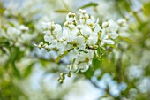 FELLEY PRIORY, NOTTINGHAMSHIRE: CLOSE UP PLANT PORTRAIT OF THE WHITE FLOWERS OF EXCHORDA SERRATIFOLIA. SHRUB, SHRUBS, FLOWER, BLOOM, PETAL, PETALS. PEARL, BUSH, CHALK