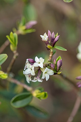 FELLEY_PRIORY_NOTTINGHAMSHIRE_CLOSE_UP_PLANT_PORTRAIT_OF_THE_FLOWERS_OF_DAPHNE_TANGUTICA_FELLEY_SEED