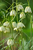 FELLEY PRIORY, NOTTINGHAMSHIRE: CLOSE UP PLANT PORTRAIT OF THE GREEN, YELLOW, FLOWERS OF FRITILLARIA THUNBERGII. WHITE, CREAM, SPRING, APRIL, BULBS
