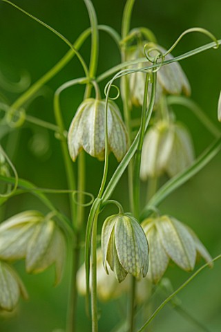 FELLEY_PRIORY_NOTTINGHAMSHIRE_CLOSE_UP_PLANT_PORTRAIT_OF_THE_GREEN_YELLOW_FLOWERS_OF_FRITILLARIA_THU