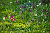 FELLEY PRIORY, NOTTINGHAMSHIRE: PINK FLOWERS OF SNAKES HEAD FRITILLARIES. FRITILLARIA MELEAGRIS, SPRING, ENGLISH, COUNTRY, GARDEN, BLOOMS, EVENING, LIGHT, APRIL