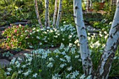 MORTON HALL, WORCESTERSHIRE: WHITE TRUNK OF BIRCHES, WHITE NARCISSUS AND CAMELLIA, SPRING, BULBS, BIRCH, BETULA, GARDEN, ENGLISH