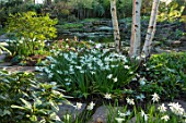 MORTON HALL, WORCESTERSHIRE: WHITE TRUNK OF BIRCHES, WHITE NARCISSUS AND CAMELLIA, SPRING, BULBS, BIRCH, BETULA, GARDEN, ENGLISH, POND, POOL, WATER