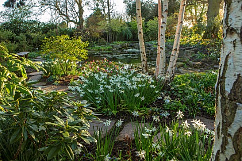 MORTON_HALL_WORCESTERSHIRE_WHITE_TRUNK_OF_BIRCHES_WHITE_NARCISSUS_AND_CAMELLIA_SPRING_BULBS_BIRCH_BE