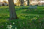 MORTON HALL, WORCESTERSHIRE: MEADOW PLANTING OF NARCISSUS, PRIMROSES AND ERYTHRONIUMS. SPRING, ENGLISH, COUNTRY, GARDEN, PARK, GRASS, WOODEN, BENCH, EVENING, BULBS