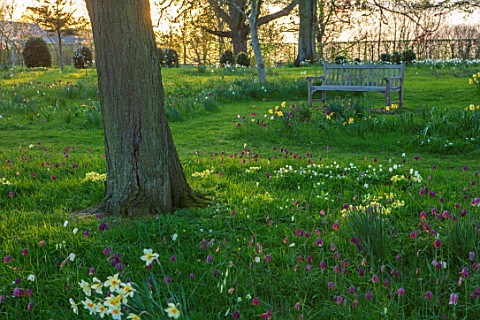 MORTON_HALL_WORCESTERSHIRE_MEADOW_PLANTING_OF_NARCISSUS_PRIMROSES_AND_ERYTHRONIUMS_SPRING_ENGLISH_CO