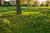 MORTON HALL, WORCESTERSHIRE: MEADOW PLANTING OF NARCISSUS, PRIMROSES AND ERYTTHRONIUMS. SPRING, ENGLISH, COUNTRY, GARDEN, PARK, GRASS, EVENING, BULBS