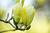 MORTON HALL, WORCESTERSHIRE: CLOSE UP PLANT PORTRAIT OF THE YELLOW FLOWER OF A MAGNOLIA BUTTERFLIES. TREE, SHRUB, SPRING, CREAM, DECIDUOUS