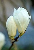 MORTON HALL, WORCESTERSHIRE: CLOSE UP PLANT PORTRAIT OF THE WHITE FLOWERS OF A MAGNOLIA DENUDATA. TREE, SHRUB, SPRING, DECIDUOUS, YULAN, LILY TREE