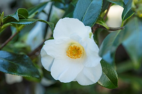 MORTON_HALL_WORCESTERSHIRE_CLOSE_UP_PLANT_PORTRAIT_OF_THE_WHITE_FLOWER_OF_CAMELLIA_HYBRID_X_WILLIAMS