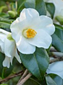 MORTON HALL, WORCESTERSHIRE: CLOSE UP PLANT PORTRAIT OF THE WHITE FLOWER OF CAMELLIA HYBRID X WILLIAMSII FRANCIS HANGER. SHRUBS, SHRUB, EVERGREEN, FLOWER, FLOWERS, BLOOMING, SPRING