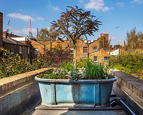 LONDON_HOUSE_DESIGNED_BY_JULIE_SIMONSEN_SMALL_ROOF_GARDEN_WITH_ANTIQUE_LEAD_TUB_FROM_MYRIAD_ANTIQUES