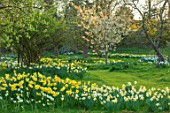 WARDINGTON MANOR, OXFORDSHIRE: SPRING - MEADOW WITH DAFFODILS AND CHERRY BLOSSOM. COTTAGE, COUNTRY, PRUNUS, DECIDUOUS, FRUIT, TREES, BULBS