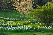 WARDINGTON MANOR, OXFORDSHIRE: SPRING - MEADOW WITH DAFFODILS AND CHERRY BLOSSOM. COTTAGE, COUNTRY, PRUNUS, DECIDUOUS, FRUIT, TREES, BULBS