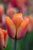WARDINGTON MANOR, OXFORDSHIRE: SPRING. PLANT PORTRAIT OF TULIP - TULIPA BROWN SUGAR. FLOWERS, FLOWERING, BULBS
