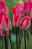THE LAND GARDENERS, WARDINGTON MANOR, OXFORDSHIRE: CLOSE UP PLANT PORTRAIT OF PINK, RED FLOWERS OF TULIP - TULIPA DIOR. BULBS, PETALS, SPRING, APRIL