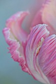 THE LAND GARDENERS, WARDINGTON MANOR, OXFORDSHIRE: CLOSE UP PLANT PORTRAIT OF PINK, GREEN FLOWERS OF TULIP - TULIPA WEBERS PARROT. BULBS, PETALS, SPRING, APRIL. ABSTRACT