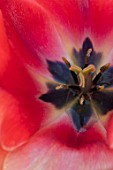 THE LAND GARDENERS, WARDINGTON MANOR, OXFORDSHIRE: CLOSE UP PLANT PORTRAIT OF RED, BLACK FLOWERS OF TULIP - TULIPA APRICOT IMPRESSION . BULBS, PETALS, SPRING, APRIL. ABSTRACT