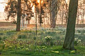 MORTON HALL, WORCESTERSHIRE: NARCISSUS AND SNAKES HEAD FRITILLARIES AT DAWN. LIGHT, MONOPTEROS, CIRCULAR, COLONNADE, ORNAMEN, TEMPLE, STONE, PARK, SUNRISE, MEADOW, BULBS
