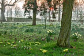 MORTON HALL, WORCESTERSHIRE: NARCISSUS AND SNAKES HEAD FRITILLARIES AT DAWN. LIGHT, MONOPTEROS, CIRCULAR, COLONNADE, ORNAMEN, TEMPLE, STONE, PARK, SUNRISE, MEADOW, BULBS