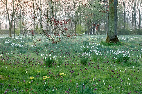 MORTON_HALL_WORCESTERSHIRE_PRIMROSES_AND_SNAKES_HEAD_FRITILLARIES_AT_DAWN_LIGHT_PARK_SUNRISE_MEADOW_