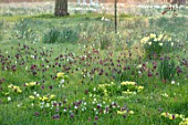 MORTON HALL, WORCESTERSHIRE: PRIMROSES AND SNAKES HEAD FRITILLARIES AT DAWN. LIGHT, PARK, SUNRISE, MEADOW, BULBS, FRITILLARIA MELEAGRIS, NARCISSUS, DAFFODILS