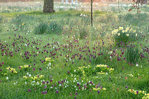 MORTON_HALL_WORCESTERSHIRE_PRIMROSES_AND_SNAKES_HEAD_FRITILLARIES_AT_DAWN_LIGHT_PARK_SUNRISE_MEADOW_