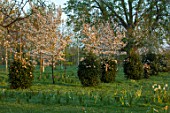 MORTON HALL, WORCESTERSHIRE: AVENUE OF VIBURNUMS AND WHITE FLOWERED AMELANCHIER X GRANDIFLORA PRINCESS DIANA. TREE, SHRUB, SERVICEBERRY, SPRING, LAWN, GRASS