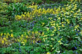 MORTON HALL, WORCESTERSHIRE: PLANT ASSOCIATION OF ERYTHRONIUM AND ANEMONE BLANDA. BULB, SPRING, BLUE, YELLOW, BLOOMS, BLOOMING, FLOWERS