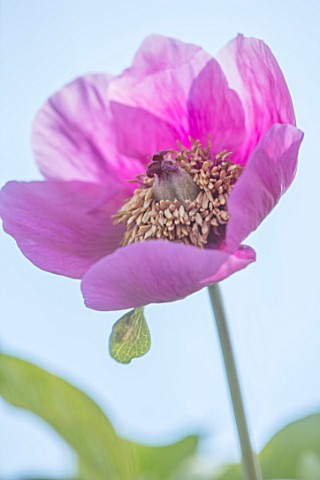 CLOSE_UP_PLANT_PORTRAIT_OF_THE_PINK_FLOWER_OF_A_PEONY__PAEONIA_MASCULA_SUBSP_MASCULA_PETAL_PETALS_PE