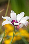 CLOSE UP PLANT PORTRAIT OF THE WHITE AND PURPLE FLOWER OF A TULIP - TULIPA CLUSIANA. PETAL, PETALS, BULB, BULBS, SPRING, TULIP, BICOLOUR