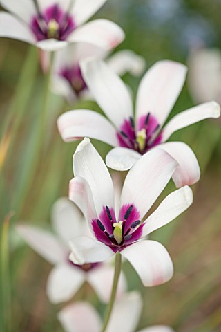 CLOSE_UP_PLANT_PORTRAIT_OF_THE_WHITE_AND_PURPLE_FLOWER_OF_A_TULIP__TULIPA_CLUSIANA_PETAL_PETALS_BULB