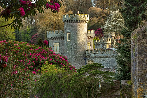 CAERHAYS_CASTLE_CORNWALL_THE_CASTLE_SEEN_FROM_THE_GARDEN_FRAMED_BY_RHODODENDRON_CORNISH_RED_ENGLISH_