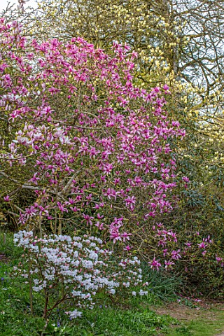 CAERHAYS_CASTLE_CORNWALL_MAGNOLIA_CAERHAYS_SURPRISE_IN_FULL_BLOOM_IN_THE_WOODLAND_SPRING_SHADE_APRIL