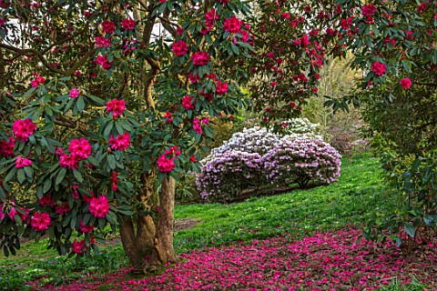 CAERHAYS_CASTLE_CORNWALL_THE_WOODLAND_IN_SPRING_RHODODENDRON_CORNISH_RED_FRAMES_A_VIEW_OF_RHODODENDR