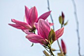 CAERHAYS CASTLE, CORNWALL: CLOSE UP PLANT PORTRAIT OF THE PINK FLOWER OF MAGNOLIA YUCHELIA IN THE WOODLAND. SPRING, SHADE, APRIL, TREE, PETALS
