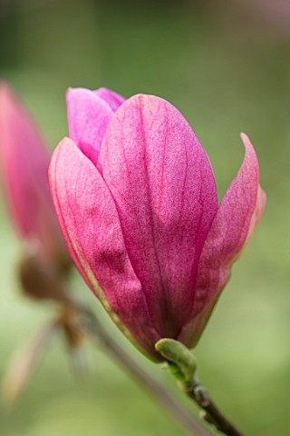 CAERHAYS_CASTLE_CORNWALL_CLOSE_UP_PLANT_PORTRAIT_OF_THE_PINK_FLOWER_OF_MAGNOLIA_YUCHELIA_IN_THE_WOOD