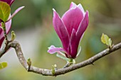 CAERHAYS CASTLE, CORNWALL: CLOSE UP PLANT PORTRAIT OF THE PINK AND CREAM FLOWER OF MAGNOLIA MARCH -TILL - FROST IN THE WOODLAND. SPRING, SHADE, APRIL, TREE, PETALS