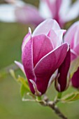 CAERHAYS CASTLE, CORNWALL: CLOSE UP PLANT PORTRAIT OF THE PINK AND CREAM FLOWER OF MAGNOLIA MARCH -TILL - FROST IN THE WOODLAND. SPRING, SHADE, APRIL, TREE, PETALS
