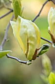 CAERHAYS CASTLE, CORNWALL: CLOSE UP PLANT PORTRAIT OF THE YELLOW FLOWER OF MAGNOLIA YELLOW LANTERN IN THE WOODLAND. SPRING, SHADE, APRIL, TREE, PETALS