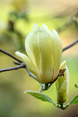 CAERHAYS_CASTLE_CORNWALL_CLOSE_UP_PLANT_PORTRAIT_OF_THE_YELLOW_FLOWER_OF_MAGNOLIA_YELLOW_LANTERN_IN_